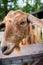 Funny expressive goat closeup portrait