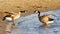 Funny expressive talk between two Canada geese