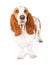 Funny Face Basset Hound