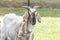 Funny face of a brown, white horned goat, Portrait of head