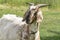 Funny face of a brown, white horned goat, Portrait of head