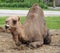 A funny face camel.