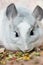 Funny face domestic chinchilla smelling food