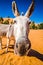 Funny face of donkey in moroccan desert