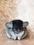 Funny face fluffy blue grey domestic chinchilla