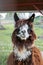 Funny face of llama with crooked teeth close up