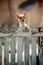 Funny face of pomeranian dog climbing wooden fence of home to outing out side owner home ,lovely of pets , animals ,doggy