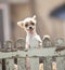 funny face of pomeranian dog climbing wooden fence of home to outing out side owner home ,lovely of pets , animals ,doggy