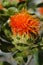 Funny face on a safflower blossom