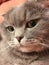 Funny face of scottish fold cat with big orange eyes.