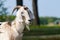 funny face small goat, Brown goat, Domestic goat, Brown goat portrait