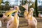 Funny family portrait of rosy pelicans together, group of birds from Europe