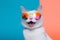 funny fashion cat cute colourful portrait animal sunglasses pet neon. Generative AI.