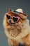 Funny fashion spitz dog with sunglasses chain and hat