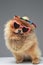 Funny fashion spitz dog with sunglasses chain and hat