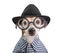 Funny fashionable stylish trendy dog portrait in round glasses, black hat and checkered shirt. White background