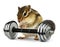 Funny fat animal chipmunk with dumbbell, fitness concept