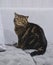 Funny Fat Cat Sitting brown cat playing relaxed