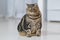 Funny Fat Cat Sitting brown cat playing relaxed