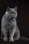 Funny fat gray British domestic cat sits on a black background