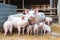 Funny fat pigs herd waits for feeding in modern farm stall for meat and lard producing