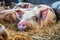 Funny fat pigs herd waits for feeding in modern farm stall for meat and lard producing