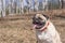 Funny fat pug with open mouth and long tongue in the forest.