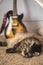 Funny feline cat resting near owner electric guitar art entertainment culture hobby on couch