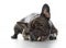 Funny female french bulldog dog