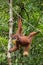 Funny female orangutan hanging on a rope with a banch of bananas