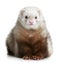 Funny ferret