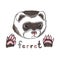 Funny ferret