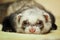 Funny ferret on bamboo mat