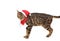 Funny festive cat in the Santa clothes isolated on white background.