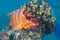 Funny fish close-up portrait. Tropical coral reef scene. Underwater photo.