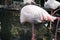 Funny flamingo, close side view. Hidden head under wing with feathers. Flack of pink flamingos in the zoo. Wild animals in