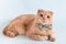 Funny flap-eared cat in bow tie looking at the camera on blue background. Festive greeting card, happy birthday concept, calendar