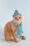 Funny flap-eared cat in hat and knitted scarf looking at the camera on blue background. Greeting card, poster, calendar,