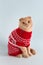 Funny flap-eared cat in red knitted sweater looking at the camera on blue background. Festive greeting card, happy birthday