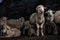 Funny Flock of Merino Sheep looking inquisitive