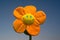 Funny flower isolated on blue