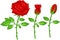 Funny flower rose cartoon posing on white background