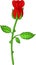 Funny flower rose cartoon on white background