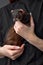 funny fluffy domestic ferret in woman hands, close-up, adorable domestic animal