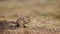 Funny fluffy gopher eats next to the burrow, little ground squirrel or little suslik, Spermophilus pygmaeus is a species