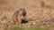 Funny fluffy gopher eats next to the burrow, little ground squirrel or little suslik, Spermophilus pygmaeus is a species