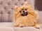 Funny and fluffy pomeranian