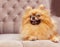 Funny and fluffy pomeranian