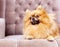 Funny and fluffy pomeranian