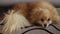 Funny Fluffy Pomeranian Sleeps On The Couch